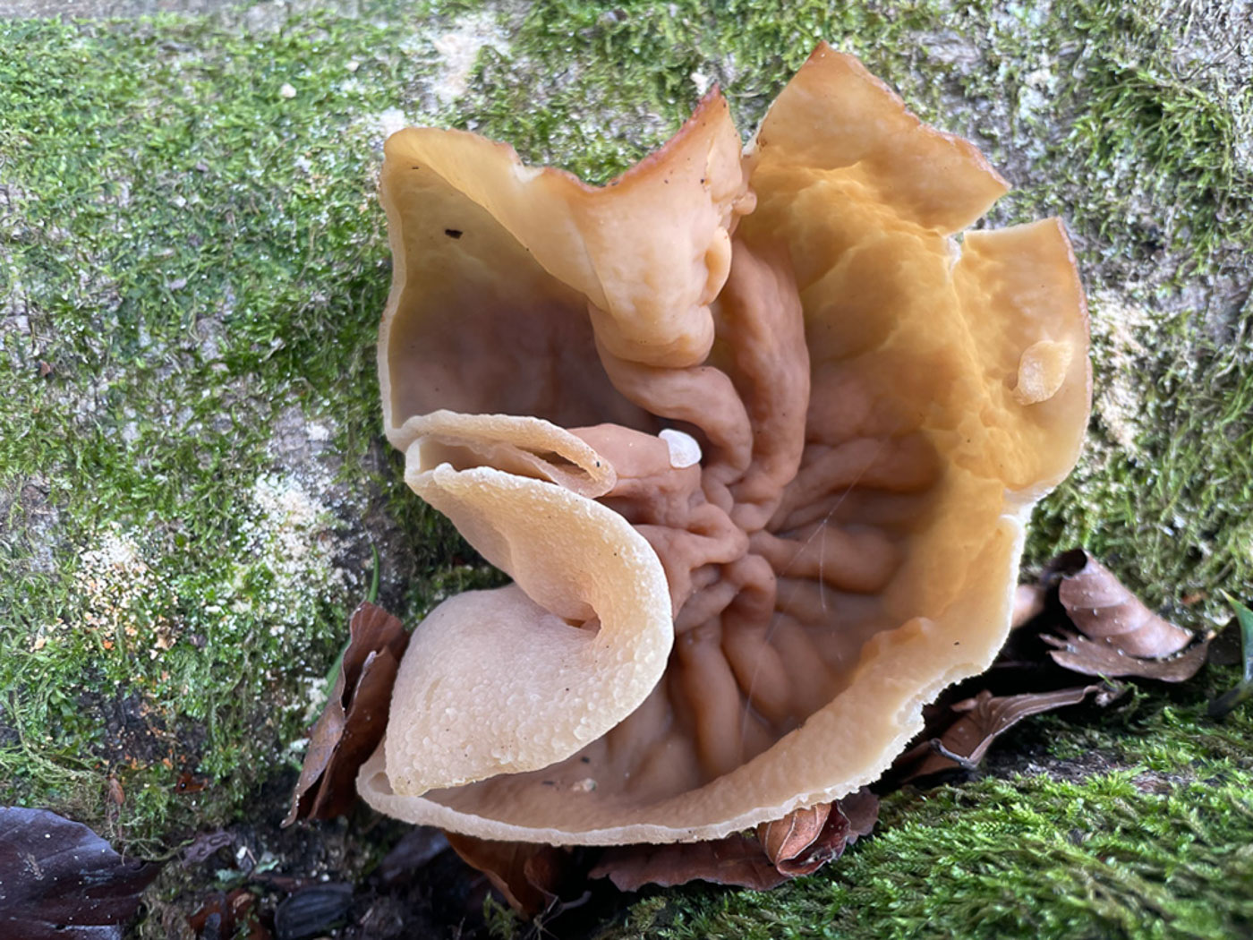 Photo © Sarah Ebdon Peziza repanda by Sarah Ebdon